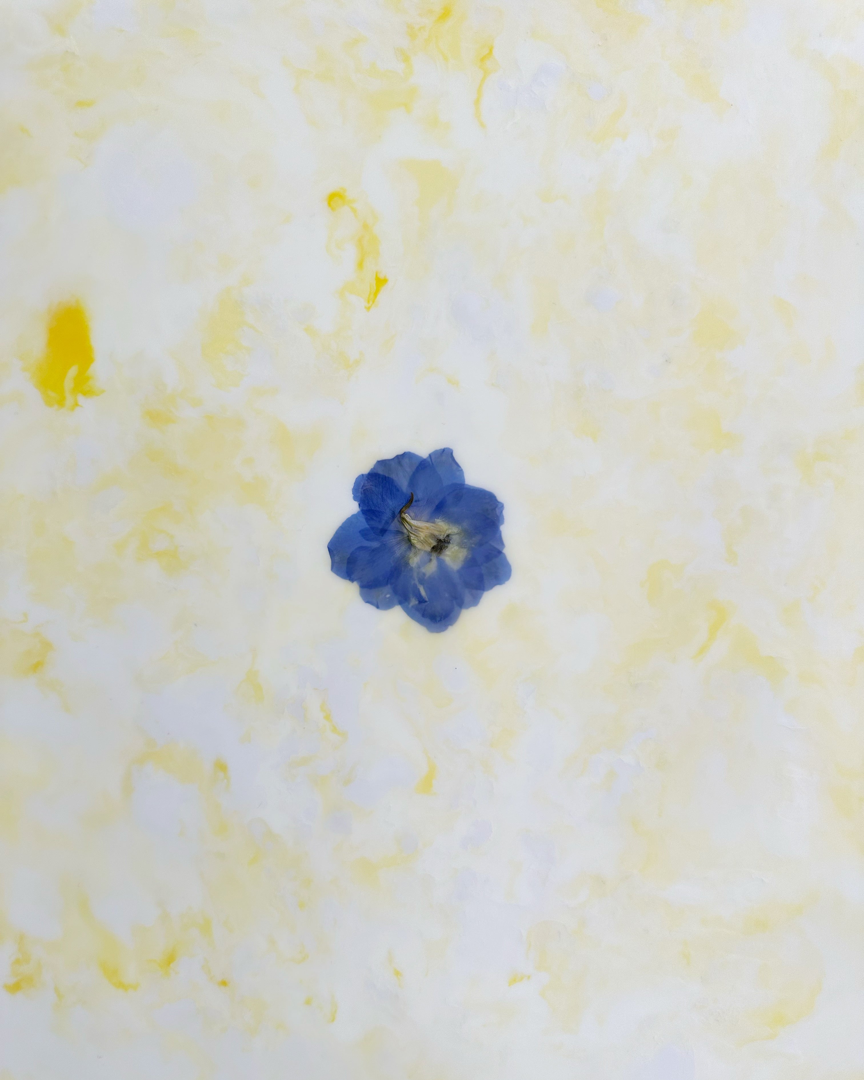 Fiori, 2