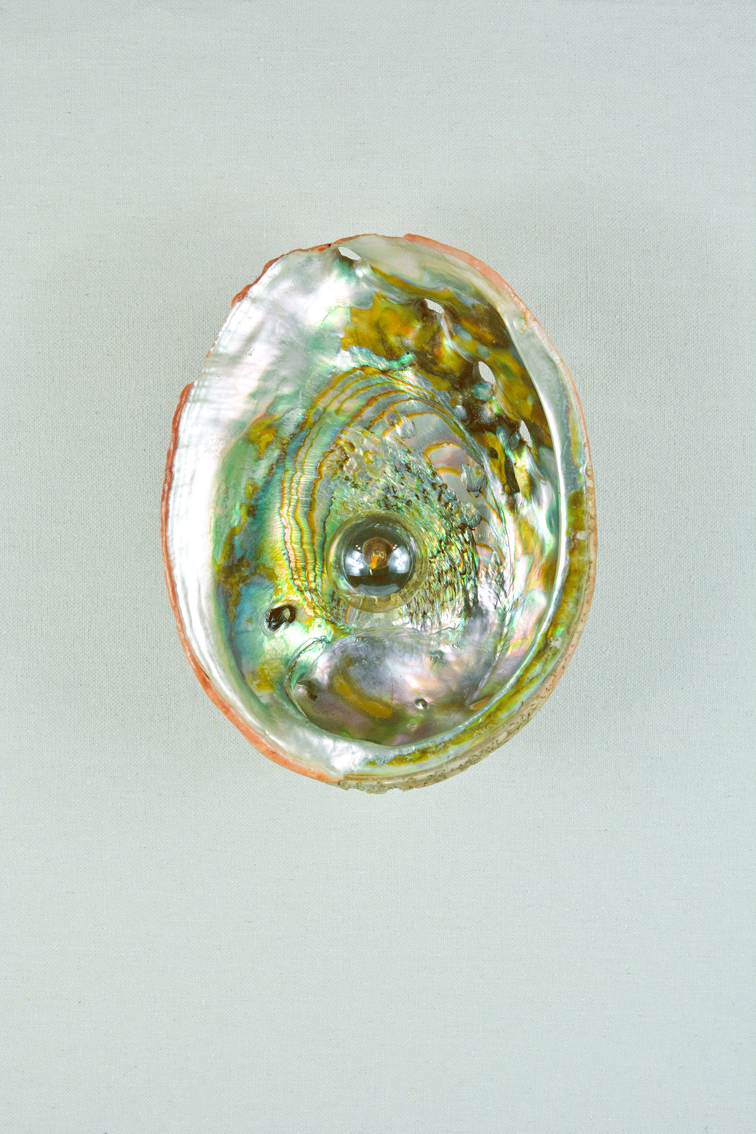 Abalone Siren's Sconce