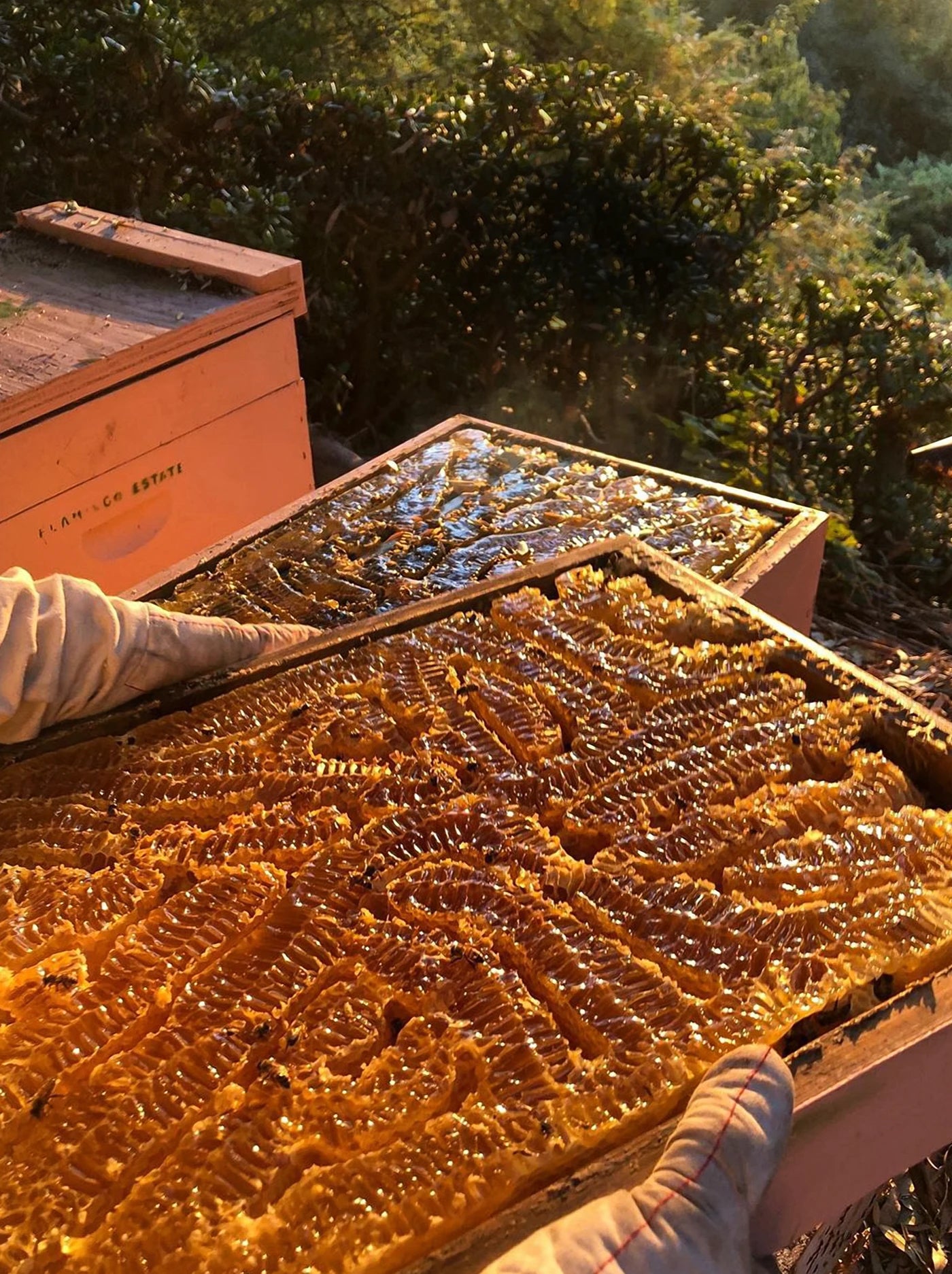Biointensive Native Wildflower Honey