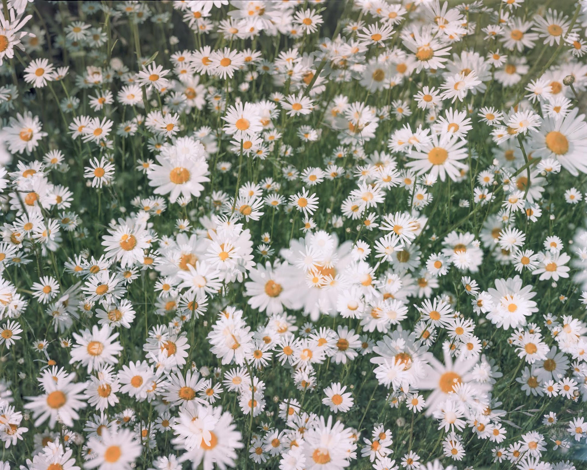 Daisies #1