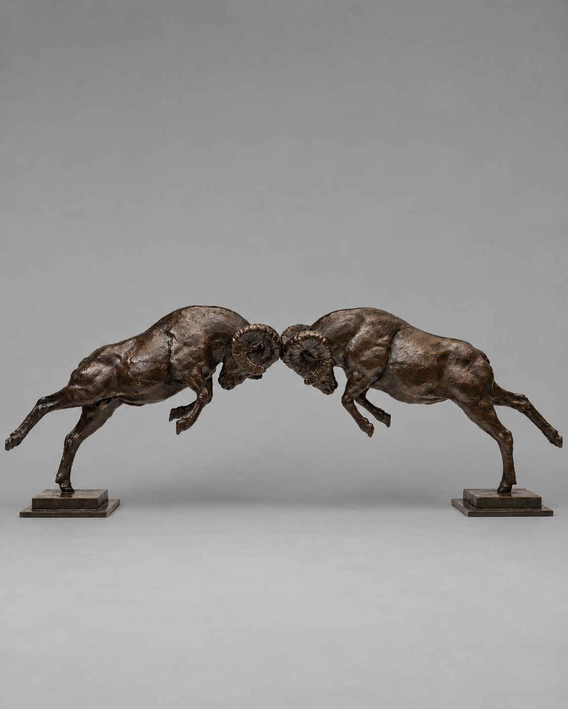 Prime Time – Bighorn Sheep