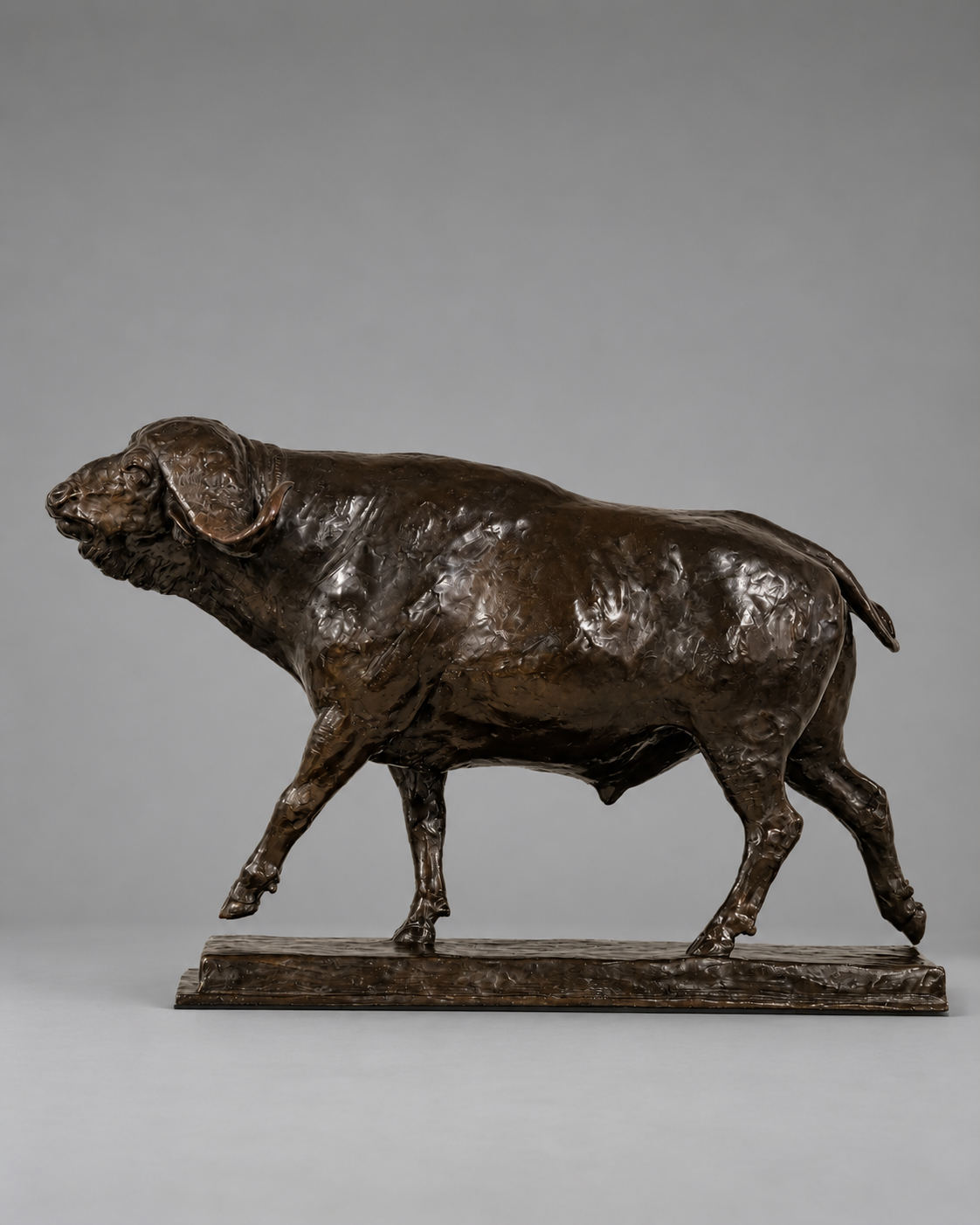 Hammer Time – Cape Buffalo Bull