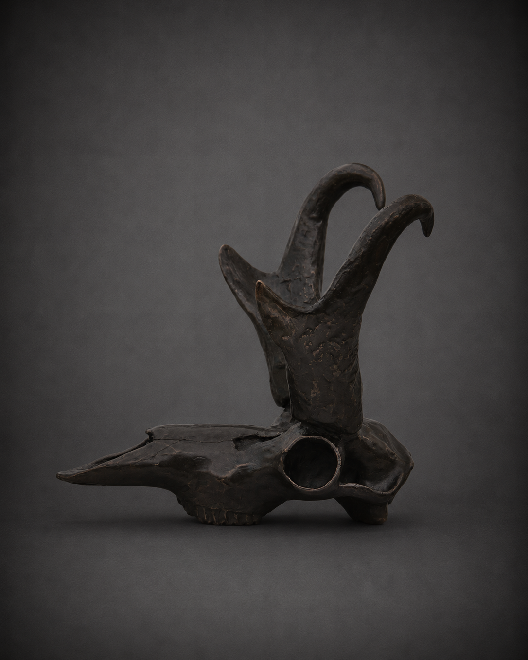 Pronghorn Skull