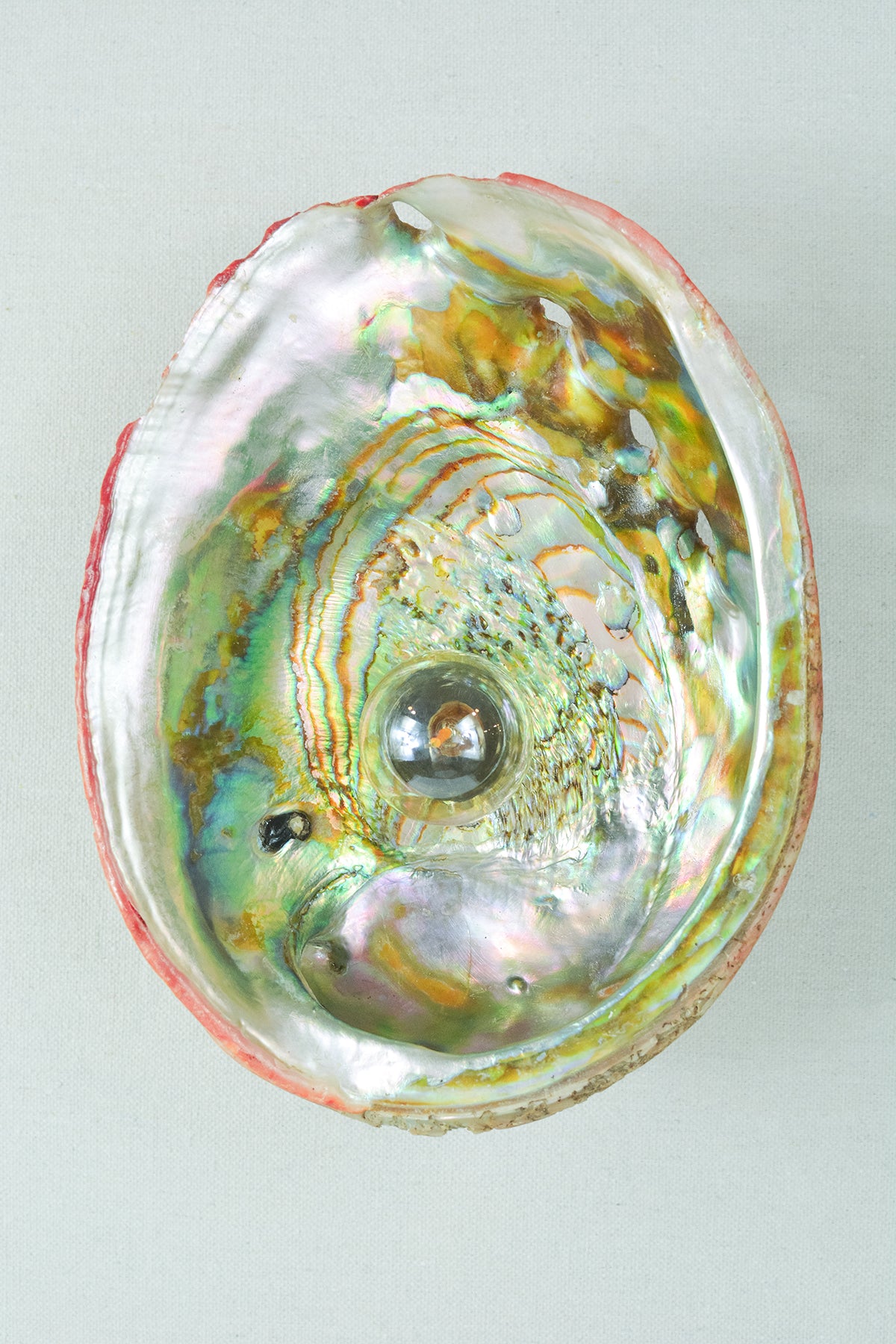 Abalone Siren's Sconce