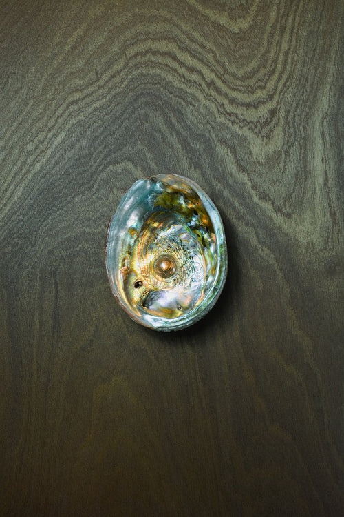 Abalone Siren's Sconce