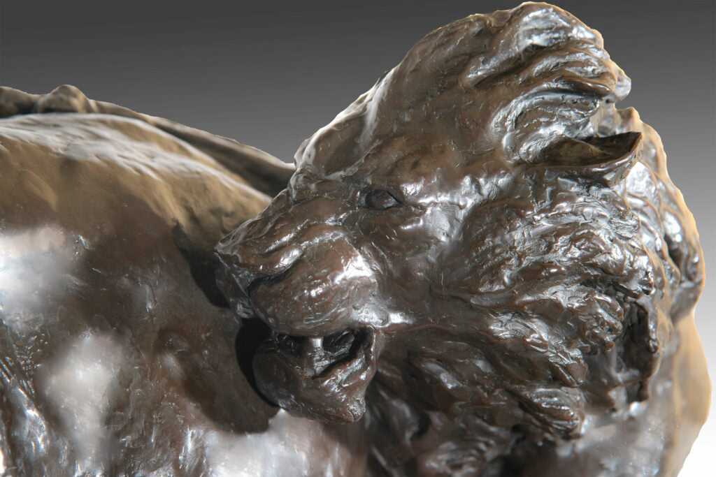 Battle Royale – African Lions Battling A Cape Buffalo Bull