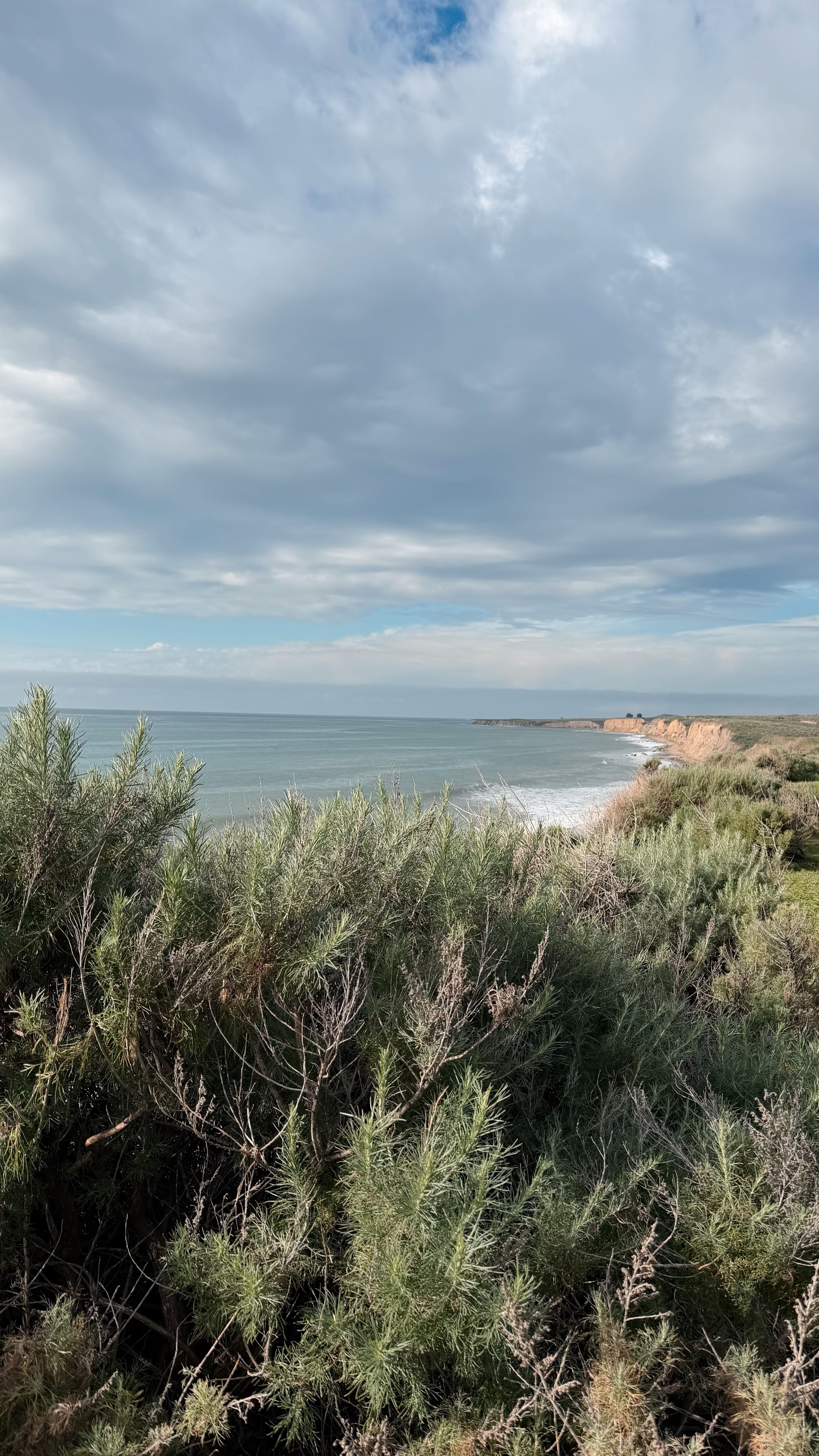 Pure Coastal Honey - FORSYTH