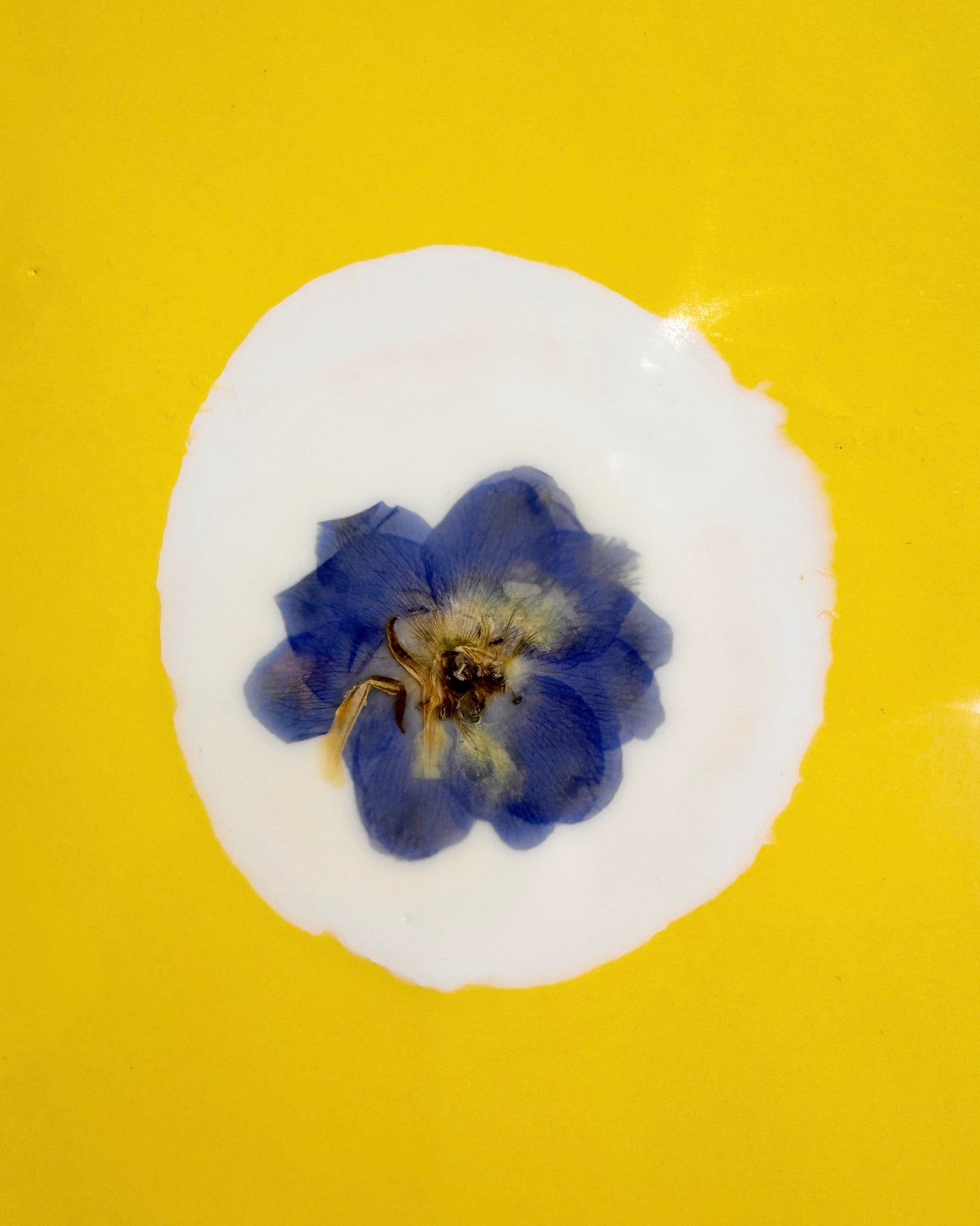 Fiori, 5