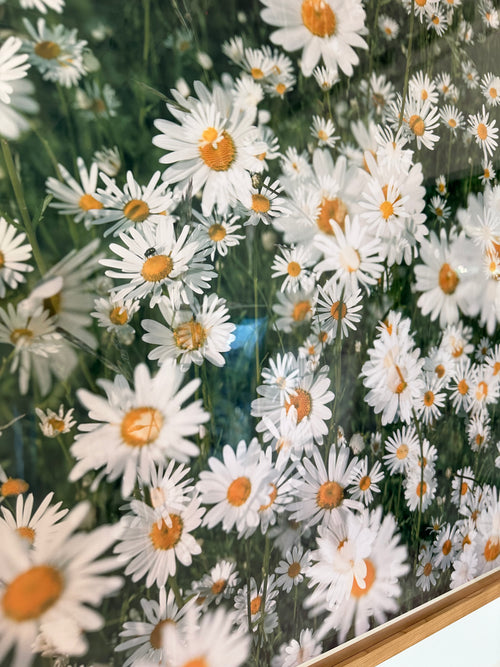 Daisies #1