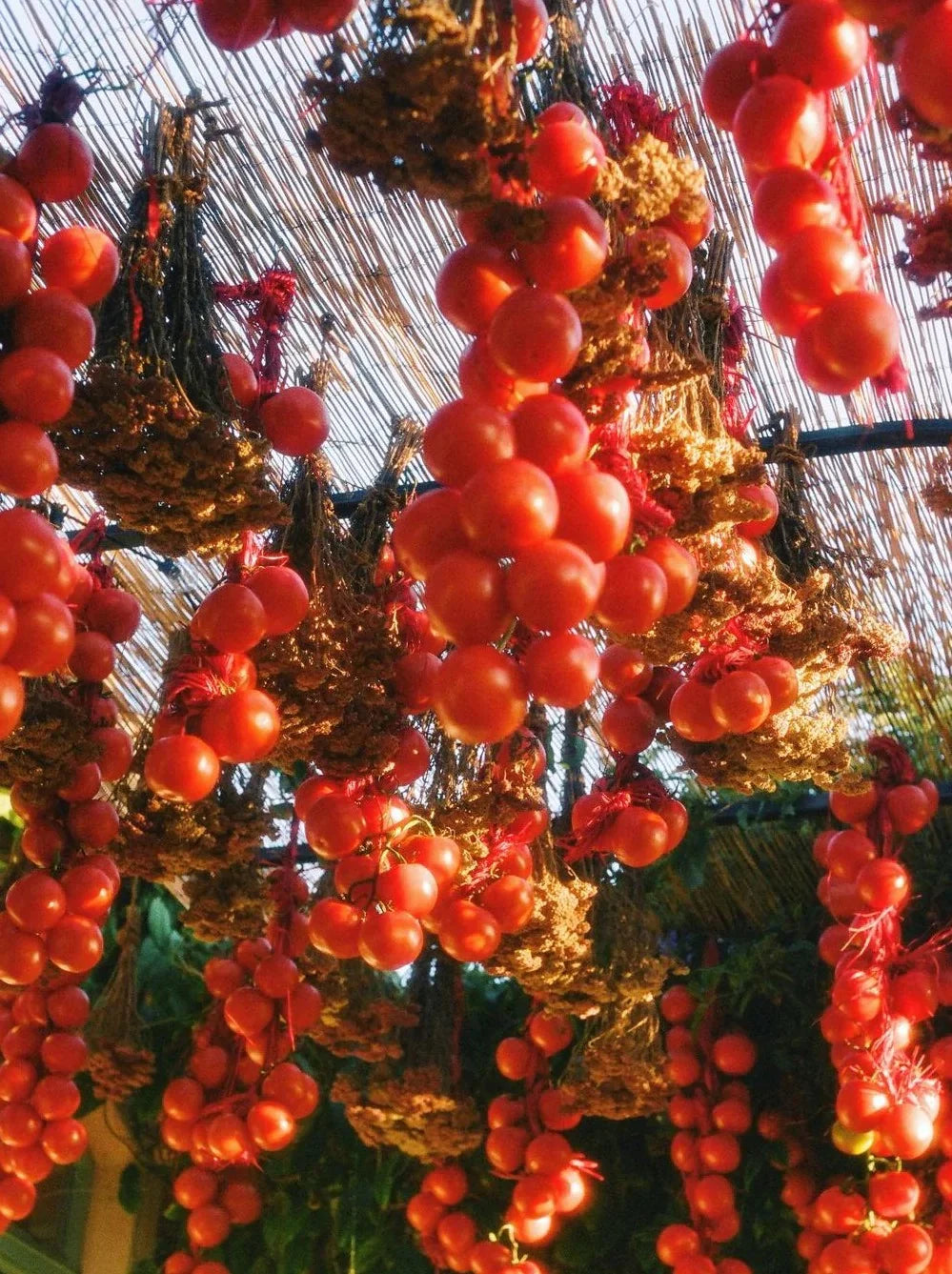 hanging roma tomato plants Roma Tomato Heirloom Candle – FORSYTH