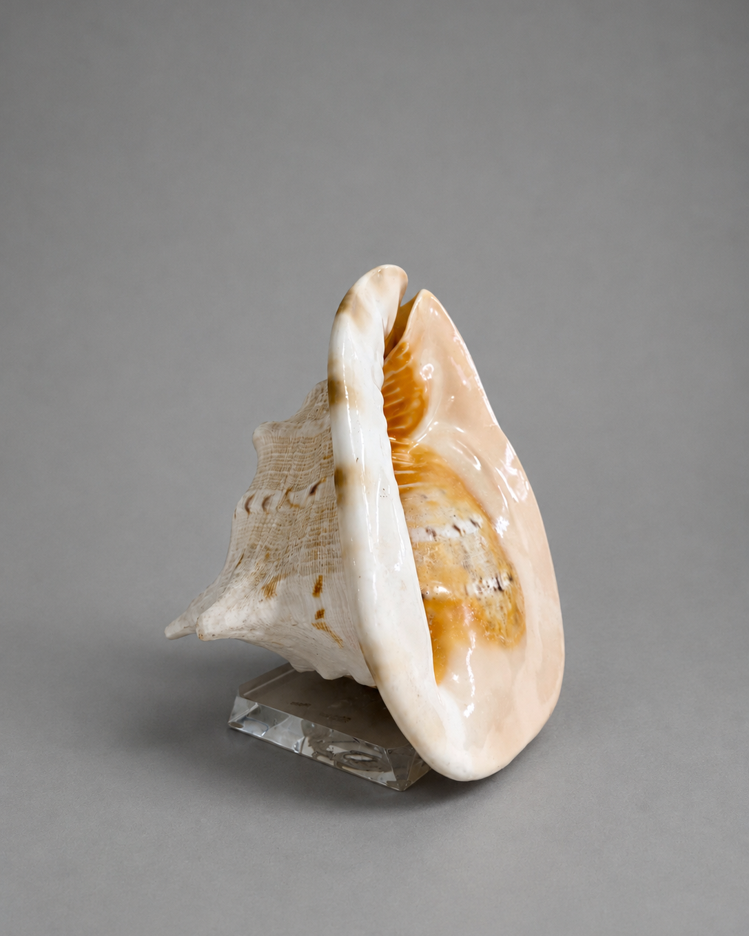 Large Seashell on Lucite Base
