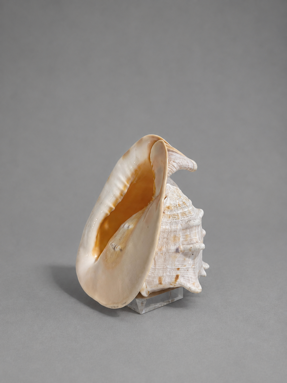 Large Seashell on Lucite Base