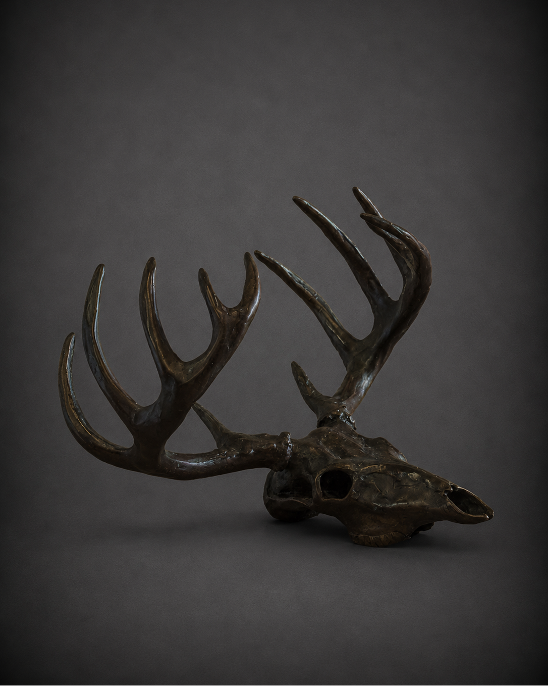 Whitetail Skull II