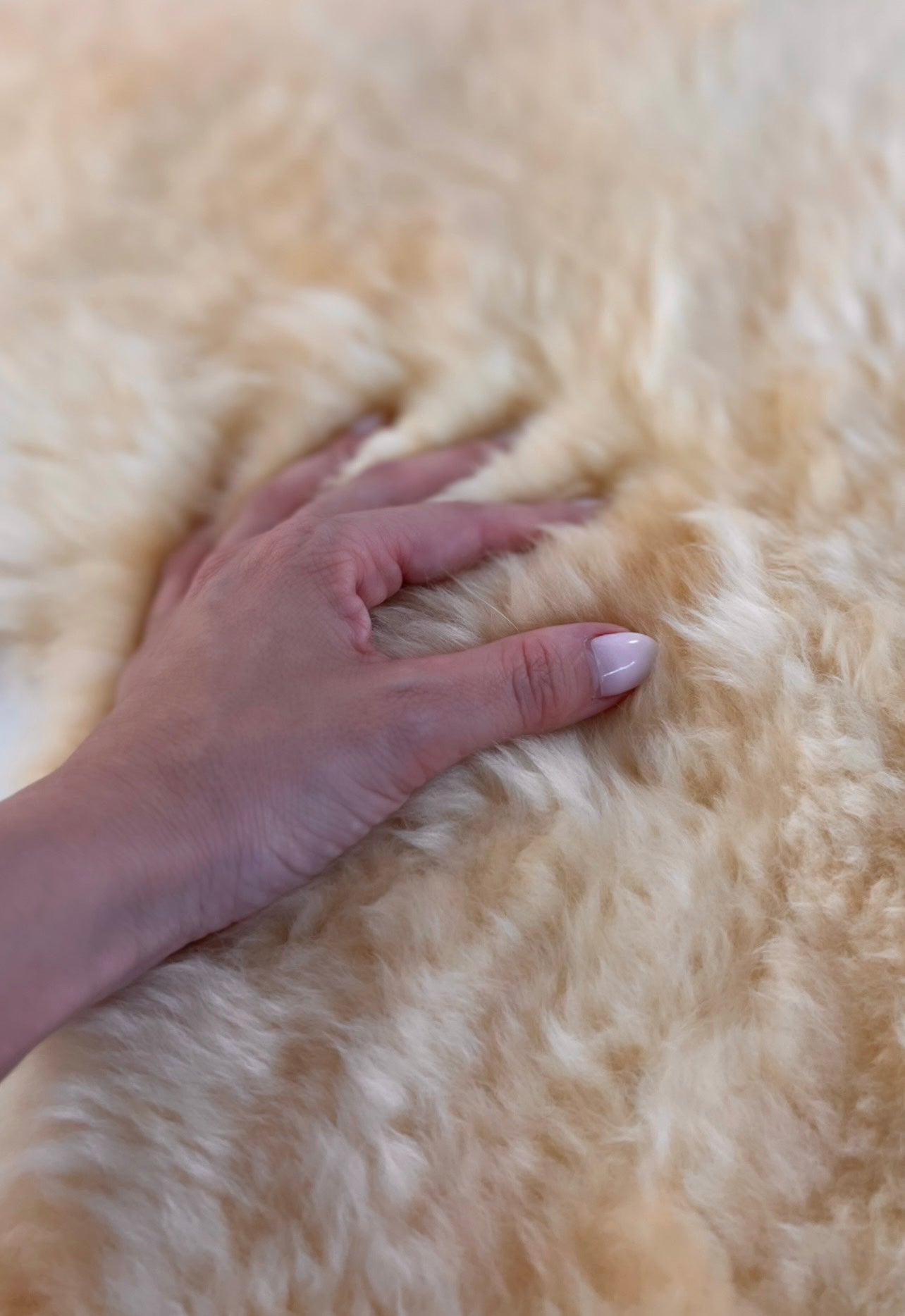 Texas Sheepskin Rug