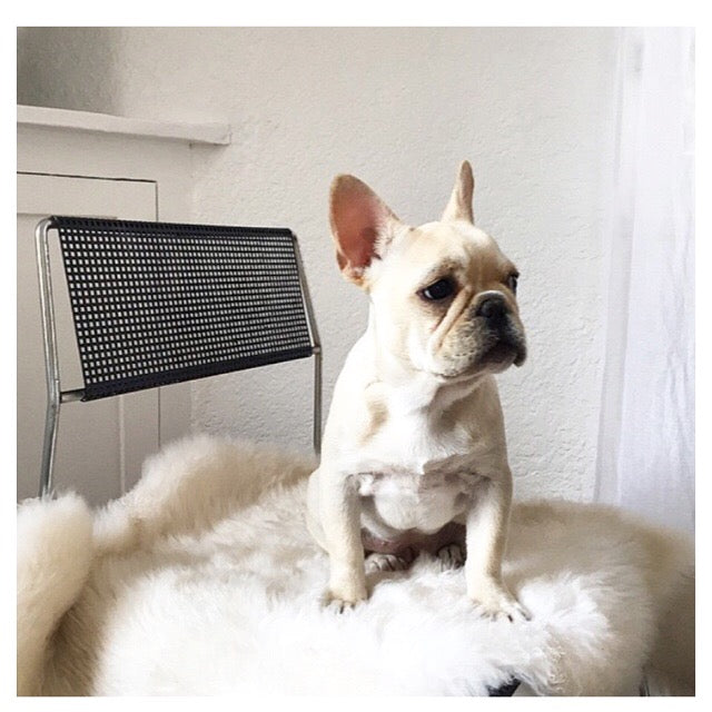 New Zealand Sheepskin Rug, Ivory - FORSYTH