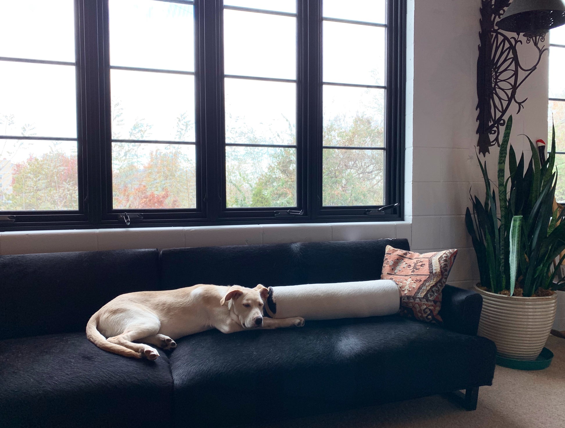 Sectional Sofa in Brazilian Cowhide - FORSYTH