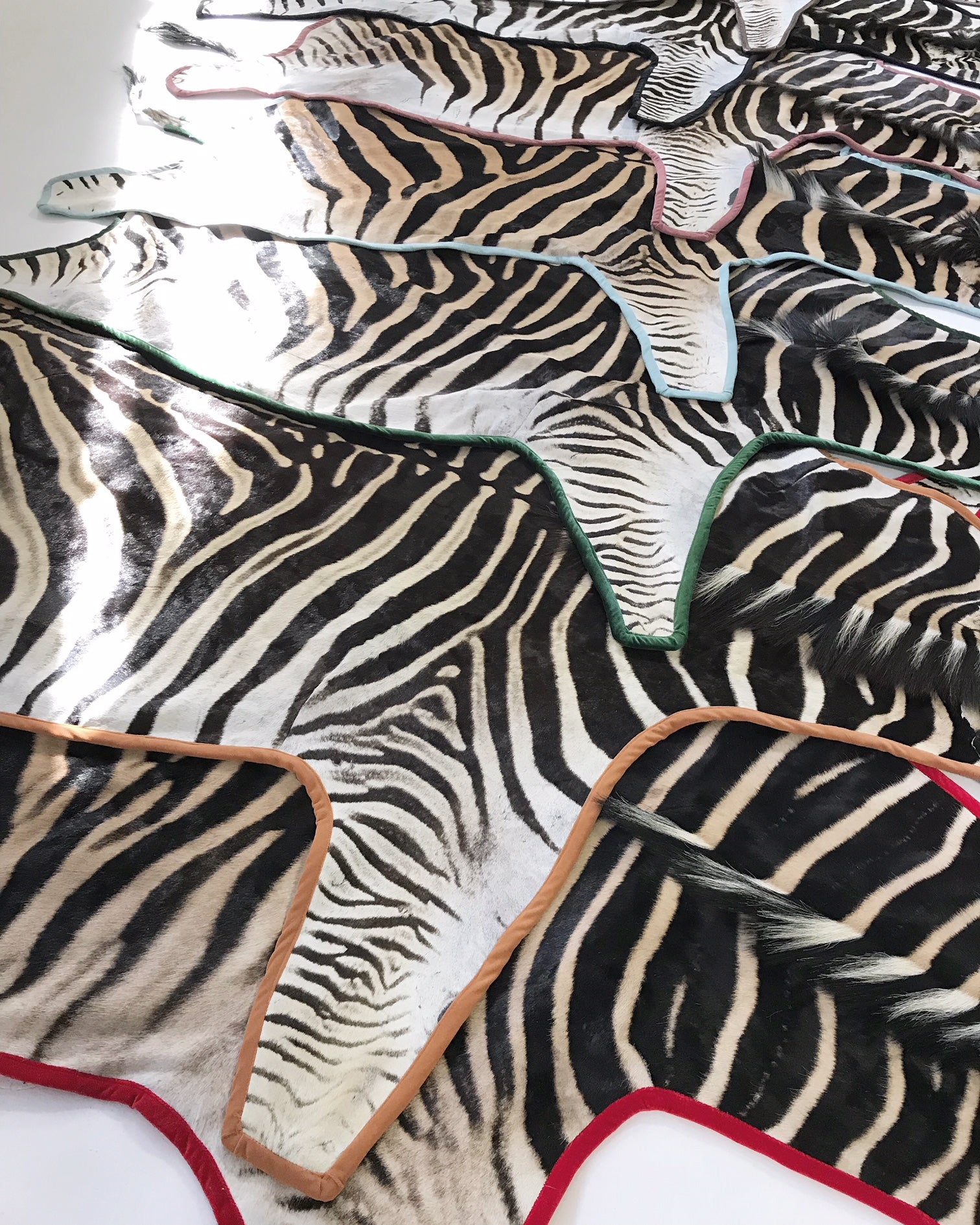 Zebra Hide Rug, Trimmed in Leather - FORSYTH