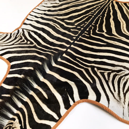 Zebra Hide Rug, Trimmed in Velvet - FORSYTH
