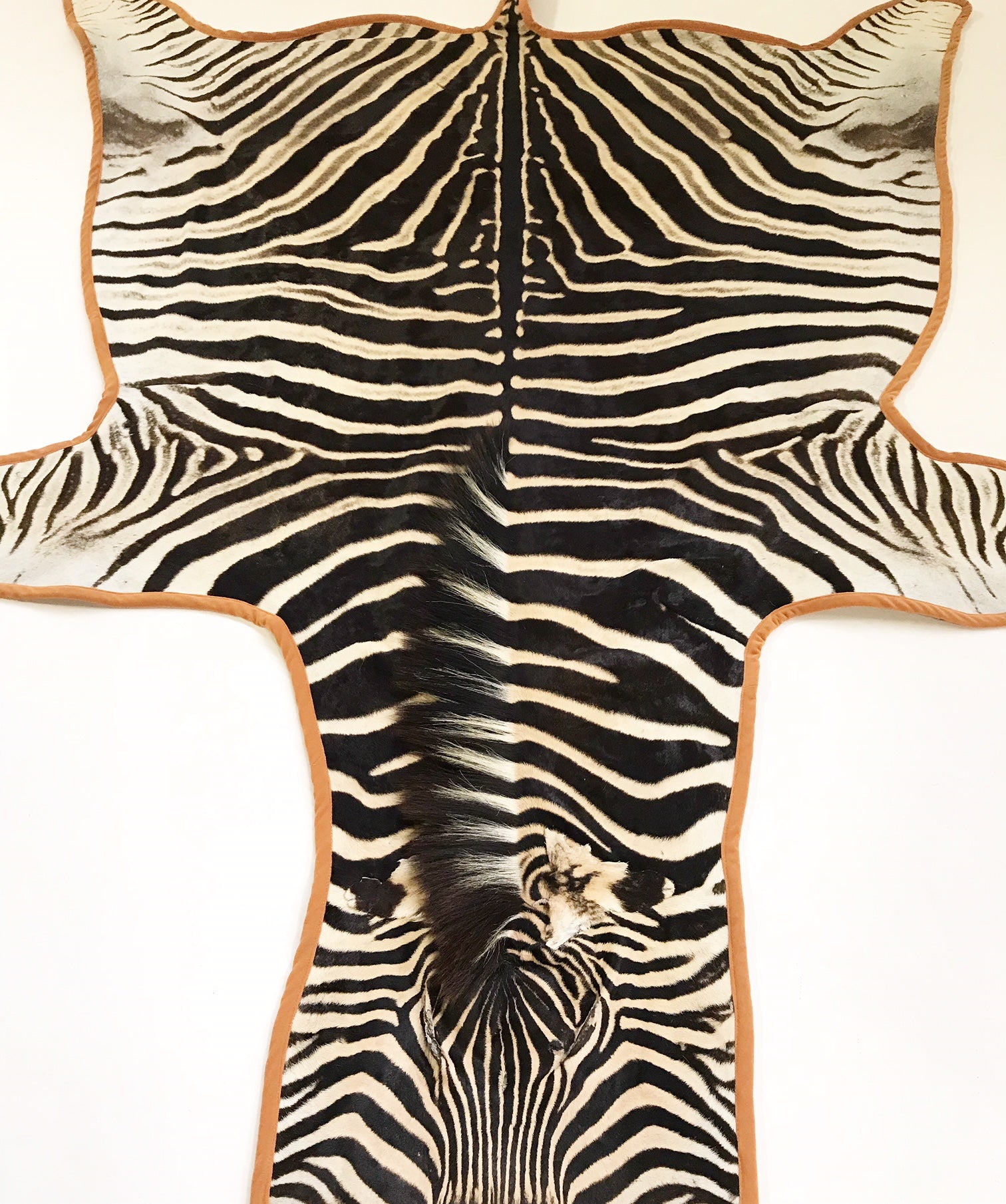 Zebra Hide Rug, Trimmed in Velvet - FORSYTH