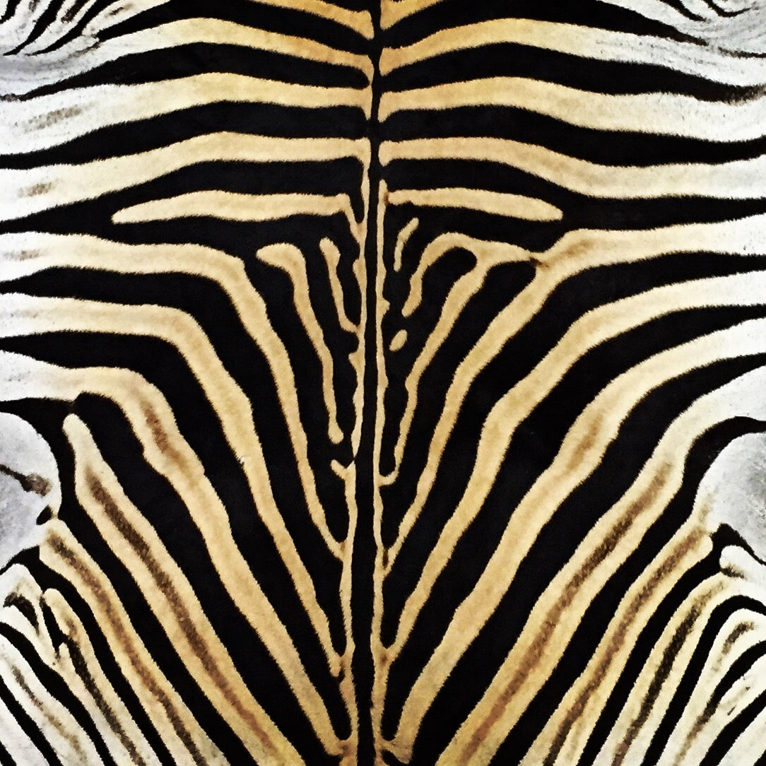 Sterling Silver Framed Zebra Hide 46x56" - FORSYTH