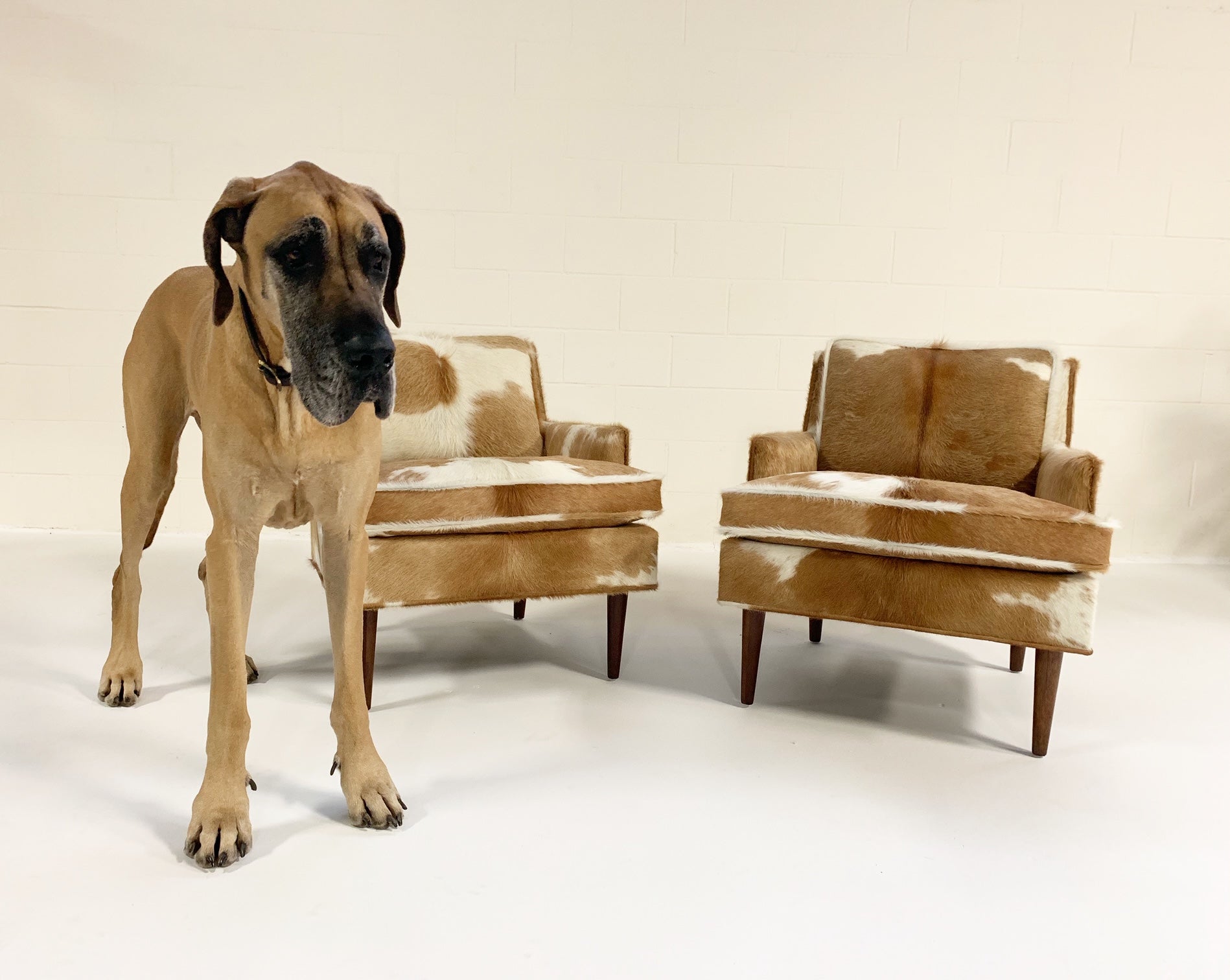 Lounge Chairs in Brazilian Cowhide, pair - FORSYTH
