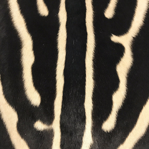 Large Ottoman in Zebra Hide - FORSYTH
