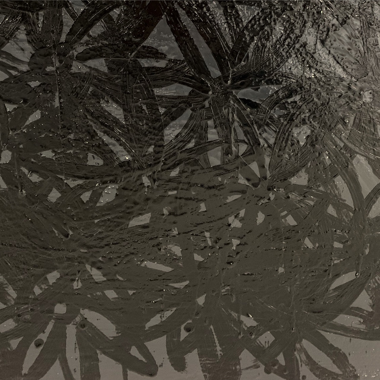 Daisies, Black and White. - FORSYTH