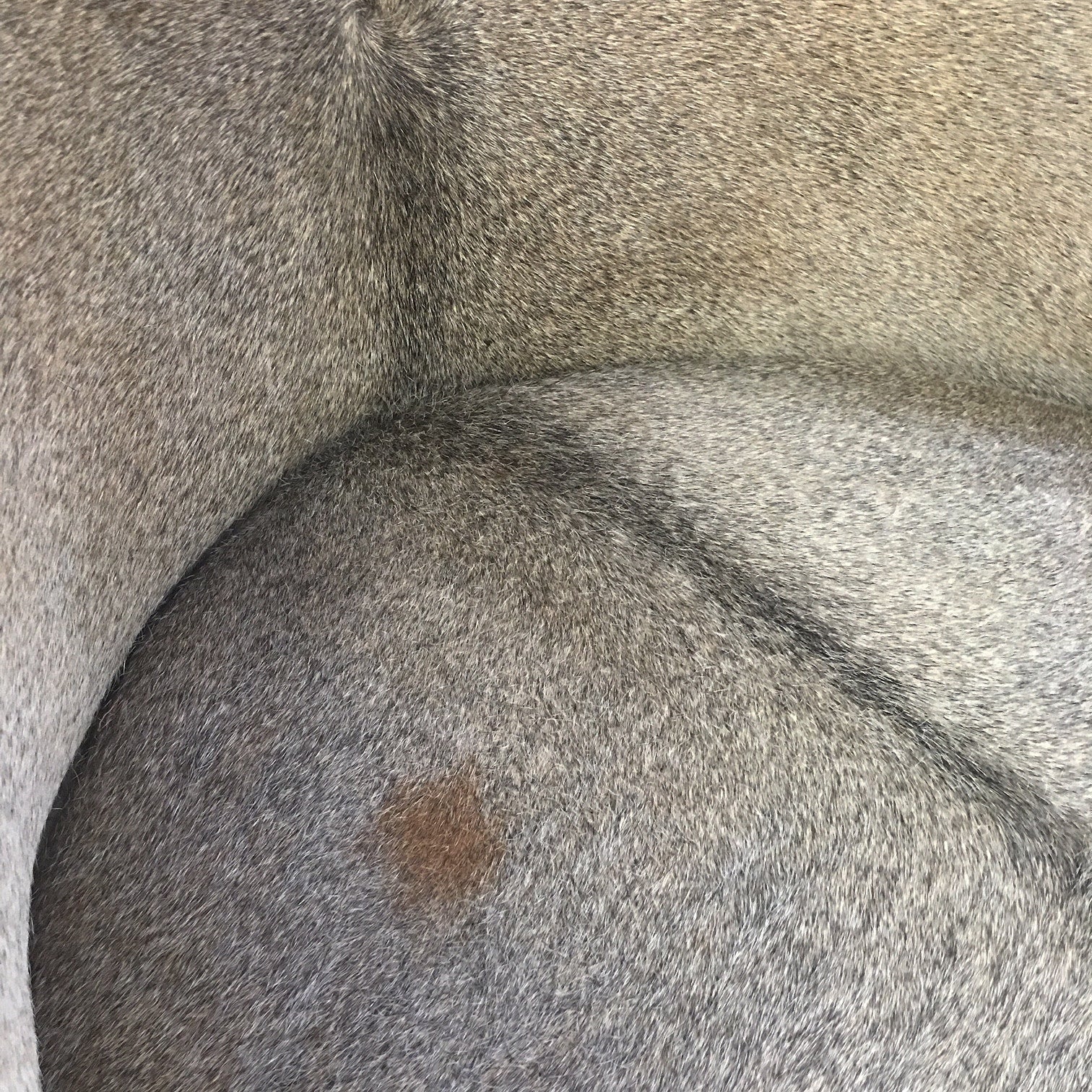 Vintage Barrel Chair in Brazilian Cowhide - FORSYTH