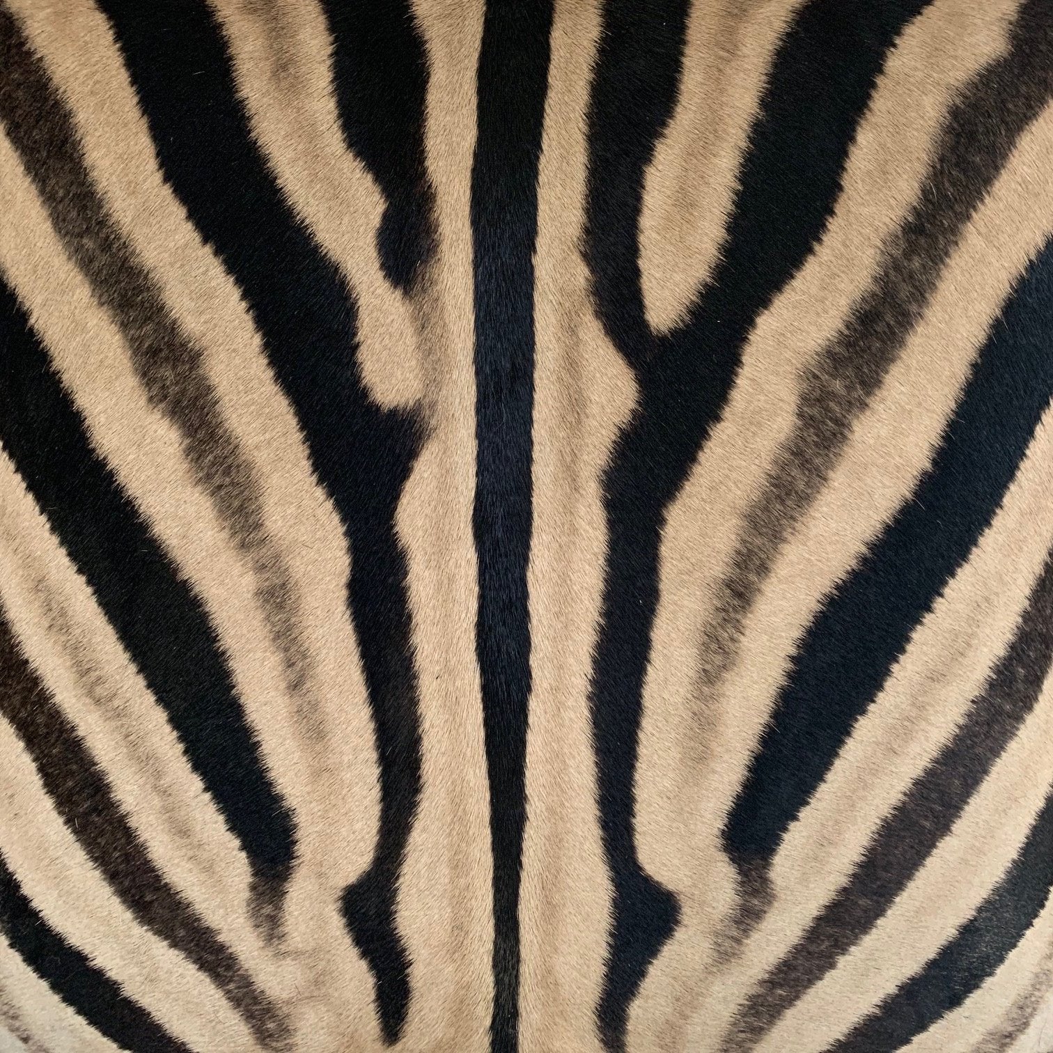 X Benches in Zebra Hide, Pair - FORSYTH