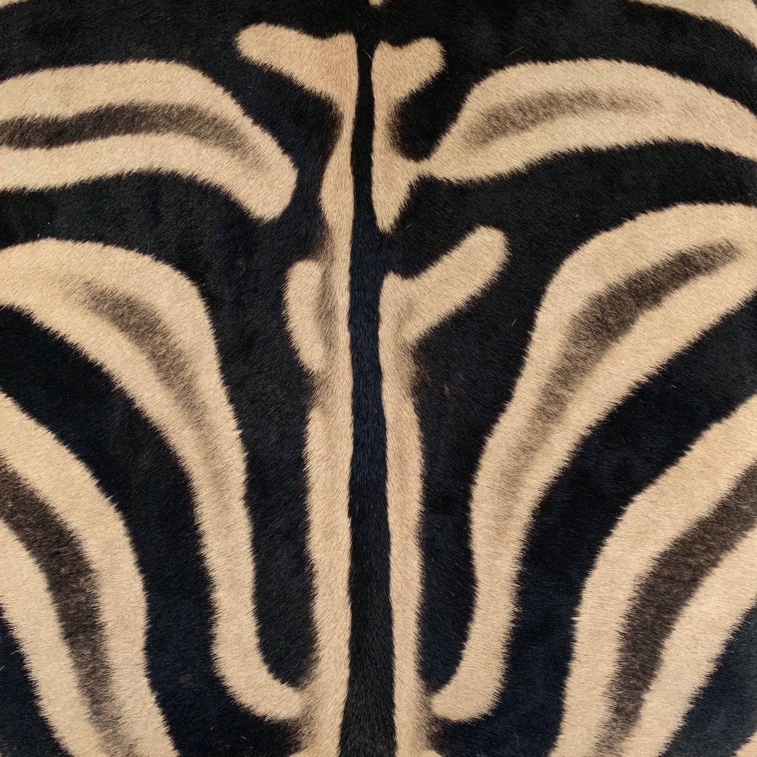 X Benches in Zebra Hide, Pair - FORSYTH