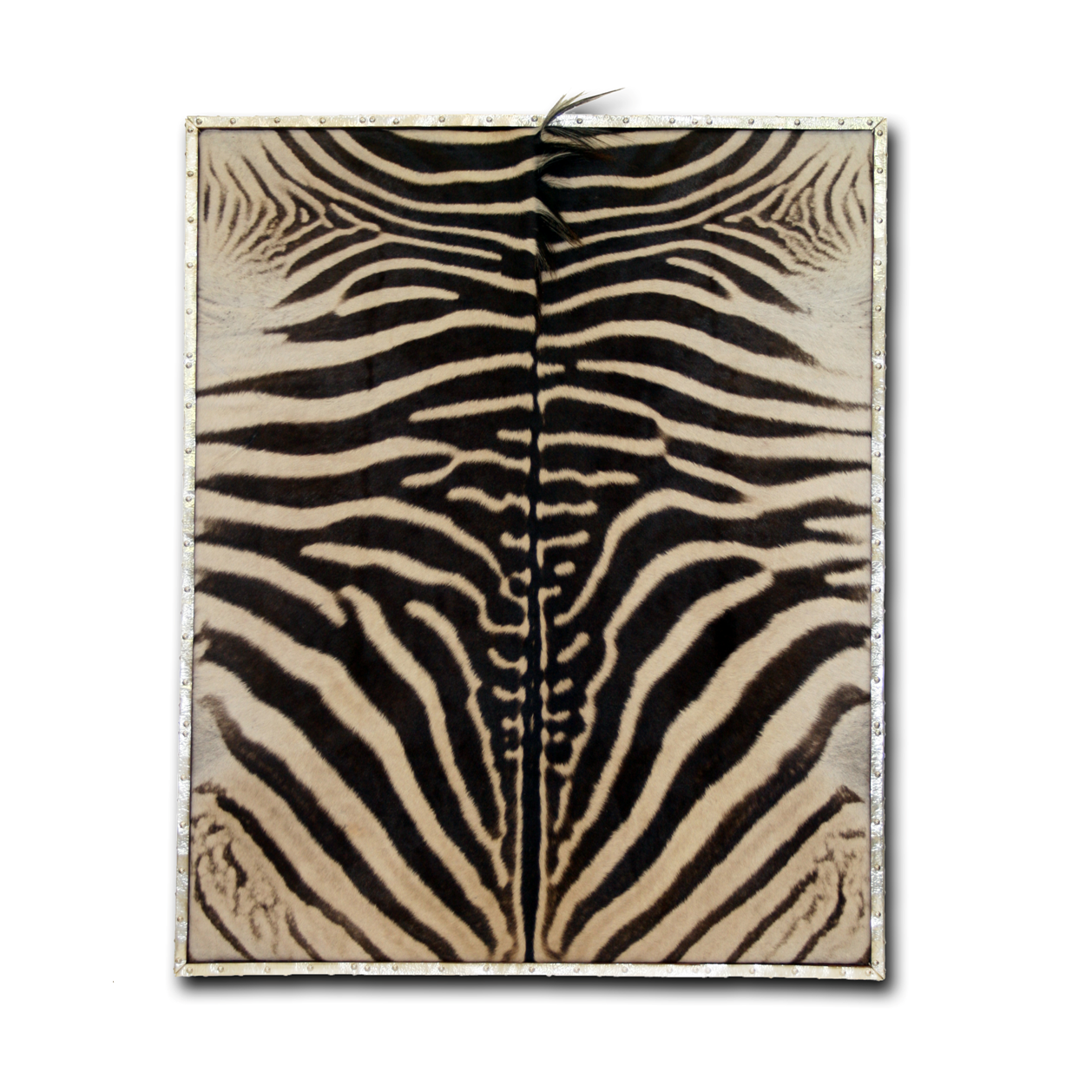 Sterling Silver Framed Zebra Hide 46x56" - FORSYTH