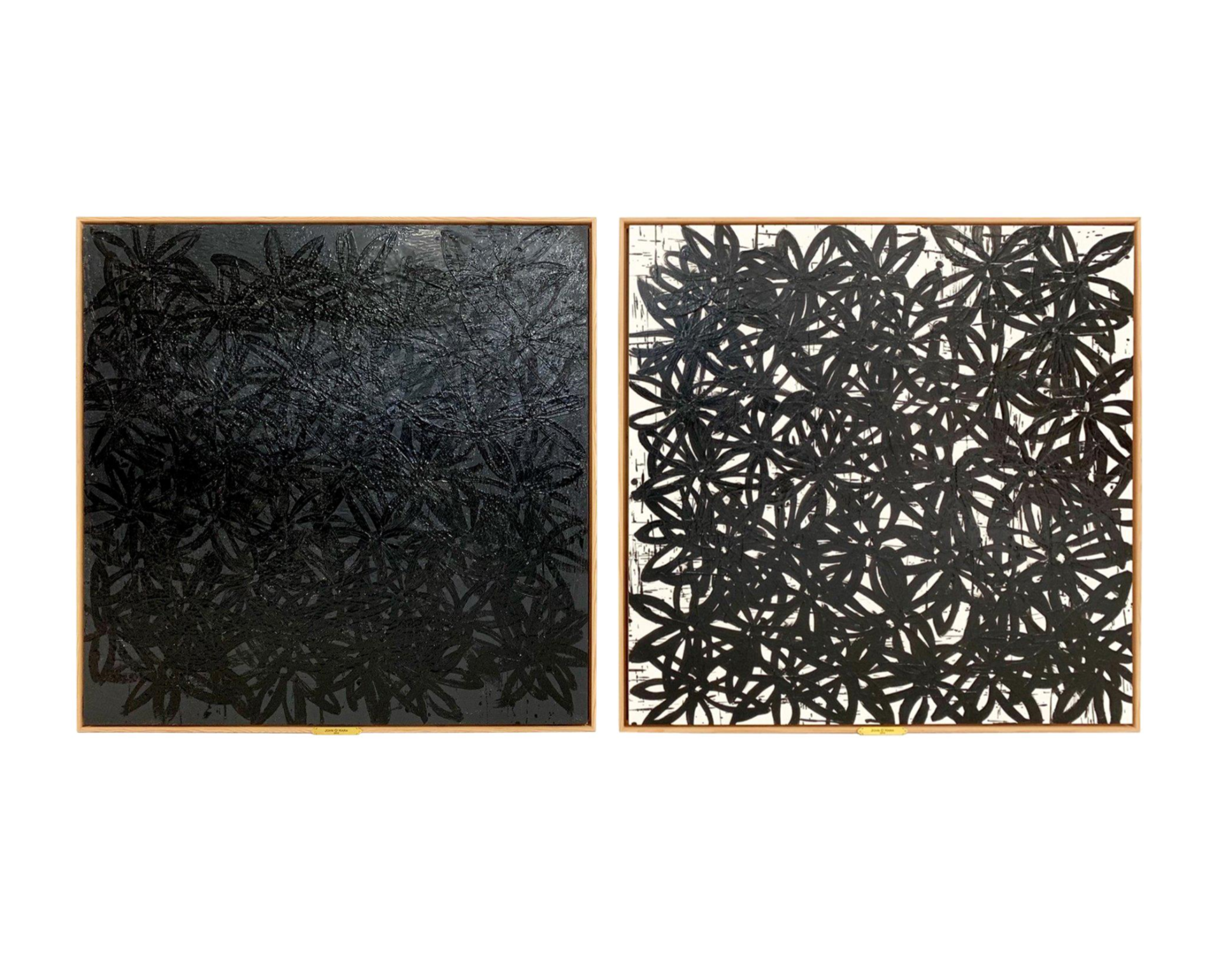 Daisies, Black and White. - FORSYTH