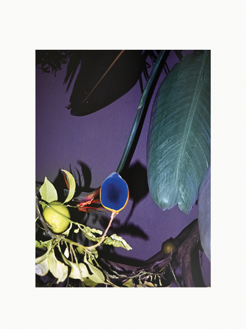 Viviane Sassen Of Mud & Lotus, Out of Print